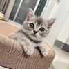 มาเฟีย