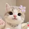 Baby Meow
