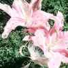 cc.mu.en6