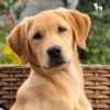 kizza dog rescue