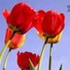 ali.ahmad.089
