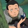 shikamarunara268