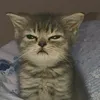 loae4jdqe8zz