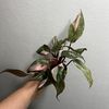 flora.gardening_