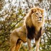 big_lion80