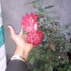 nusrat.jahan82844