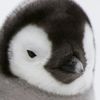 snowpeep65