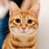 Ai Cat