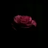 drak_viola