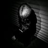 st4r_habib1