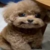ilovedog954