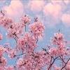 loolipop222_