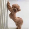 blakeysdqc9