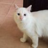 kakcik_0.2