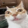 speedyz_8