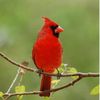 cardenal