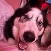 puppimax