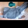 user9087190799600