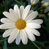 margot8463