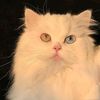maow9530