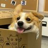 Funny  dog 56