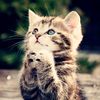 cats_video55