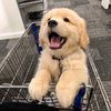 furballbaby