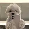 meevelyixp55