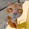 feedaadeef06_