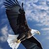Eagle 🦅