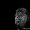 saleh.mmdov6