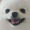 eggdog.lover5