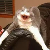 tpj6mwkz0afi