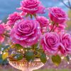 surakshya.sushan