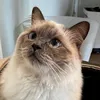 ragdollnatcho