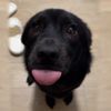 正念小斗Seal dog