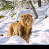qshta.gardi