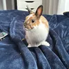 Kiko 🐰