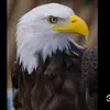 he.ba99