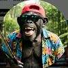 monkeyvideoj5j