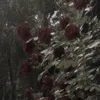 rosesfromtheg4rden