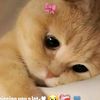 rubab.naqvi36