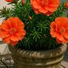 jackie1116_