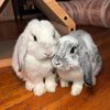 Mav&Mimsy🐰