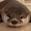 Otter ࿔*