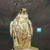 جهاد