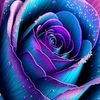 jannat04961