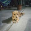 ilovedogs_4lt