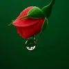 flower202555
