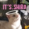 shiro.the.cat1